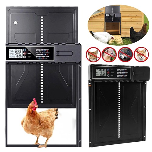 Automatic chicken coop - chicken,